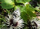 %_tempFileName2014-09-07_Refuge_des_Mottets_to_Courmayeur-9070867%