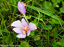 %_tempFileName2014-09-09_Courmayeur_to_La_Fouly-9090903%