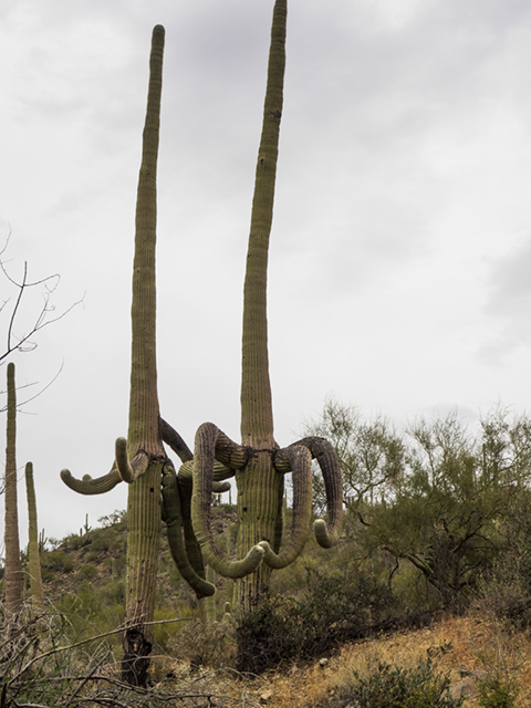 %_tempFileName2014-12-06_01_King_Canyon_Trail_to_Wasson_peak-061769%