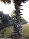 %_tempFileName2014-01-17_01_Siem_Reap_Angkor_Wat-15%