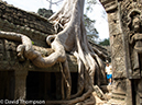 %_tempFileName2014-01-17_03_Siem_Reap_Ta_Phrom_Temple-31%