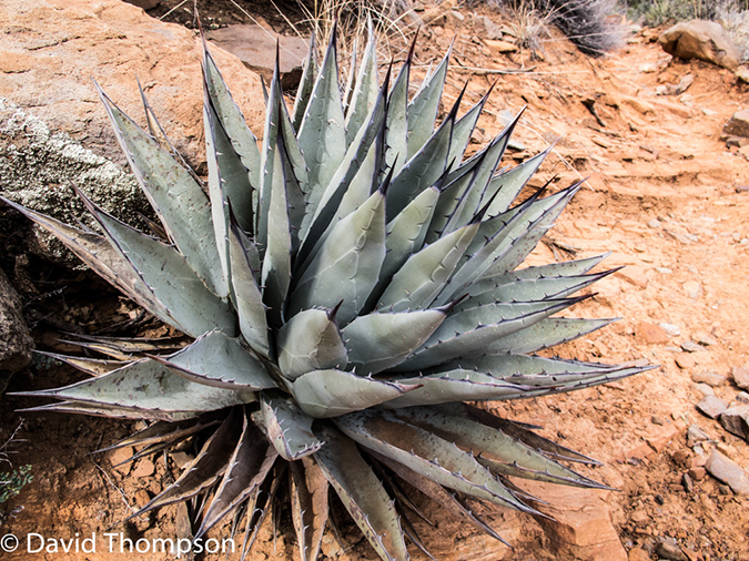 %_tempFileName2014-02-01_02_Sedona_Wilson_Mountain_Trail-10%