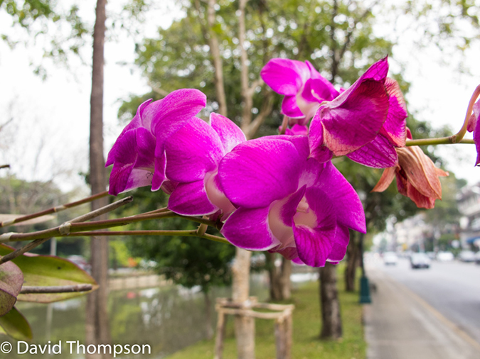 %_tempFileName2014-01-14_01_Chiang_Mai-13%