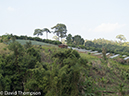 %_tempFileName2014-01-10_01_Chiang_Mai_High_Mountain_Hike_Maetang-45%