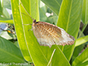 %_tempFileName2014-01-10_02_Chiang_Mai_Orchid_and_Buttery_Farm_Mae_Rim-18%