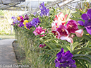 %_tempFileName2014-01-10_02_Chiang_Mai_Orchid_and_Buttery_Farm_Mae_Rim-22%