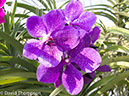 %_tempFileName2014-01-10_02_Chiang_Mai_Orchid_and_Buttery_Farm_Mae_Rim-24%