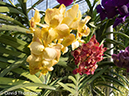 %_tempFileName2014-01-10_02_Chiang_Mai_Orchid_and_Buttery_Farm_Mae_Rim-28%