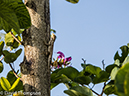 %_tempFileName2014-01-10_02_Chiang_Mai_Orchid_and_Buttery_Farm_Mae_Rim-6%