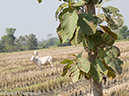 %_tempFileName2014-01-11_02_Chiang_Mai_Lanna_Country_Side_Bike_Ride-32%