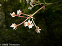 %_tempFileName2014-01-13_03_Chiang_Mai_Doi_Inthanon_National_Park-43%