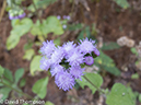 %_tempFileName2014-01-15_02_Chiang_Mai_Hiking_Mae_Taeng_District-48%