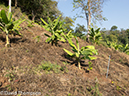 %_tempFileName2014-01-15_02_Chiang_Mai_Hiking_Mae_Taeng_District-76%