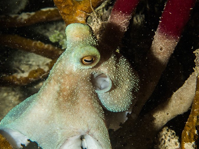 %_tempFileName2014-02-11_04_Utila_Slumberland_Night_Dive-23%