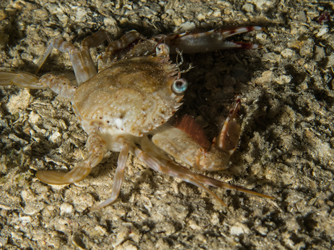 %_tempFileName2014-02-11_04_Utila_Slumberland_Night_Dive-32%