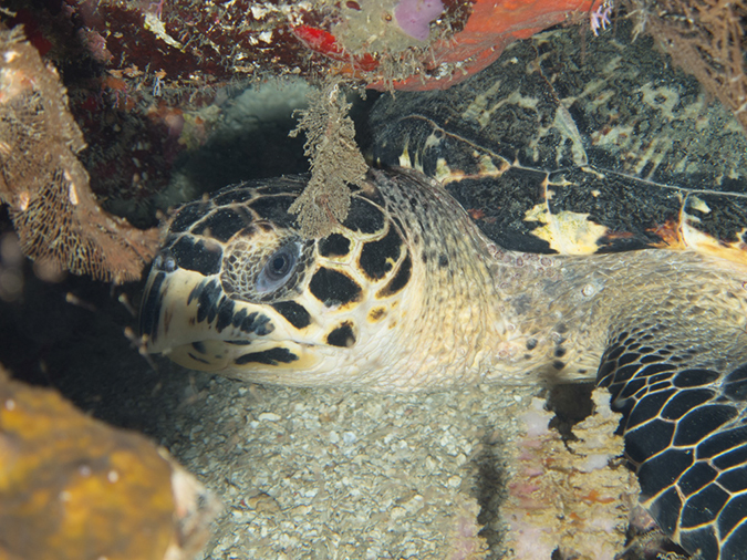 %_tempFileName2014-02-12_03_Utila_Stingray_Point-29%