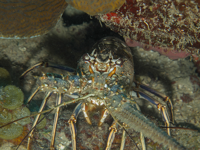 %_tempFileName2014-02-12_03_Utila_Stingray_Point-34%