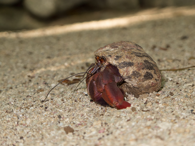 %_tempFileName2014-02-12_04_Utila_Deep_Blue_Resort-8%