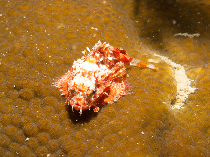 %_tempFileName2014-02-13_04_Utila_Silver_Garden_Night-10%