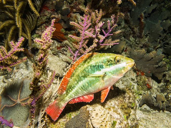 %_tempFileName2014-02-13_04_Utila_Silver_Garden_Night-2%