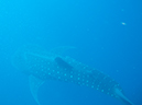 %_tempFileName2014-02-09_05_Utila_Whale_Shark-1%