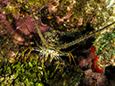 %_tempFileName2014-02-10_04_Utila_Pretty_Bush-41%