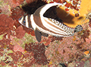 %_tempFileName2014-02-12_03_Utila_Stingray_Point-27%