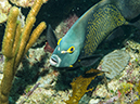 %_tempFileName2014-02-12_03_Utila_Stingray_Point-39%