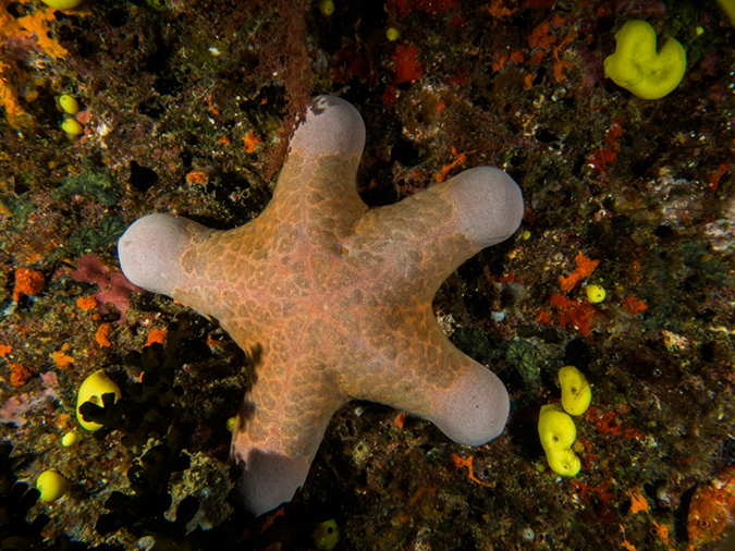 %_tempFileName2015-03-22_01_Namena_Marine_Reserve_Chimneys-3220342%