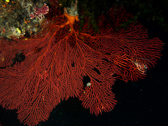 %_tempFileName2015-03-22_01_Namena_Marine_Reserve_Chimneys-3220344%