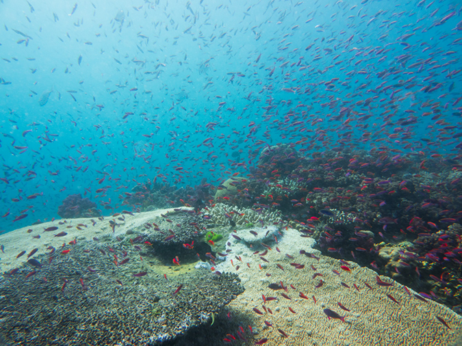 %_tempFileName2015-03-22_01_Namena_Marine_Reserve_Chimneys-3220356%