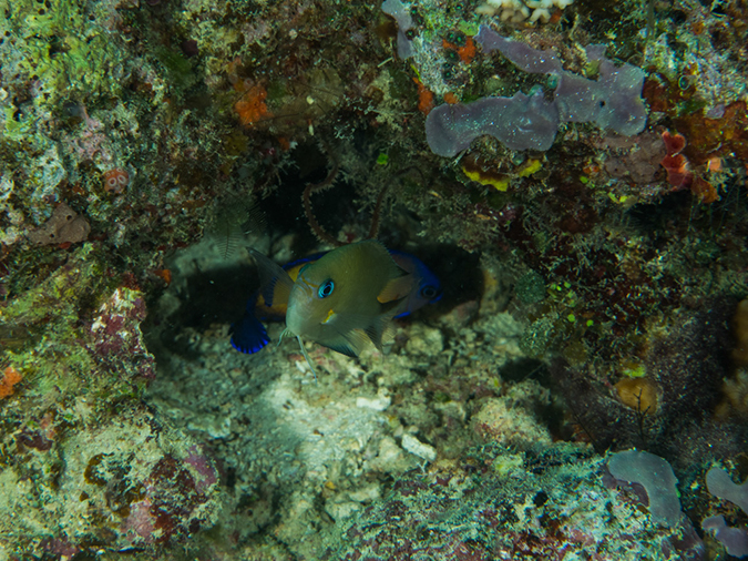 %_tempFileName2015-03-22_02_Namena_Marine_Reserve_Save_a_Tack_Wall-3220363%
