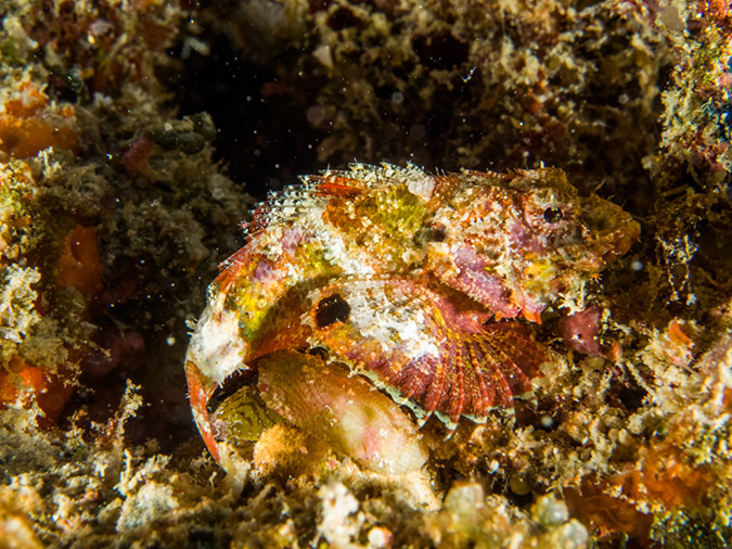 %_tempFileName2015-03-24_03_Namena_Marine_Reserve_Black_Forest-3240197%