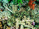 %_tempFileName2015-03-22_02_Namena_Marine_Reserve_Save_a_Tack_Wall-3220394%