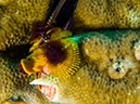 %_tempFileName2015-03-22_02_Namena_Marine_Reserve_Save_a_Tack_Wall-3220398%