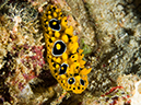 %_tempFileName2015-03-23_02_Namena_Marine_Reserve_Neds_Nuts-3230450%