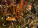 %_tempFileName2015-03-23_04_Namena_Marine_Reserve_Nemo-3230143%