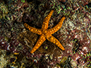 %_tempFileName2015-03-23_04_Namena_Marine_Reserve_Nemo-3230158%