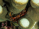 %_tempFileName2015-03-23_04_Namena_Marine_Reserve_Nemo-3230160%