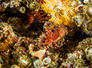 %_tempFileName2015-03-23_04_Namena_Marine_Reserve_Nemo-3230175%