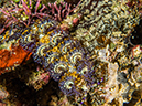 %_tempFileName2015-03-24_02_Namena_Marine_Reserve_Nicks_Knobs-3240554%