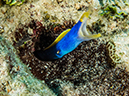 %_tempFileName2015-03-24_03_Namena_Marine_Reserve_Black_Forest-3240210%