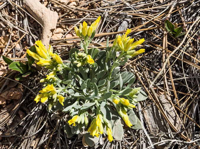 %_tempFileName2015-04-15_01_Queens_Garden_Trail_Navajo_Trail-4150589%