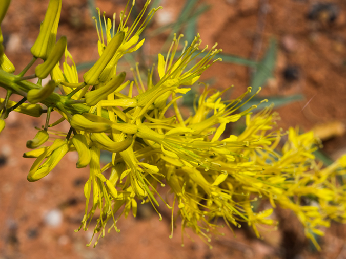 %_tempFileName2015-04-23_03_Kanab_Cottonwood_Trail-4231179%