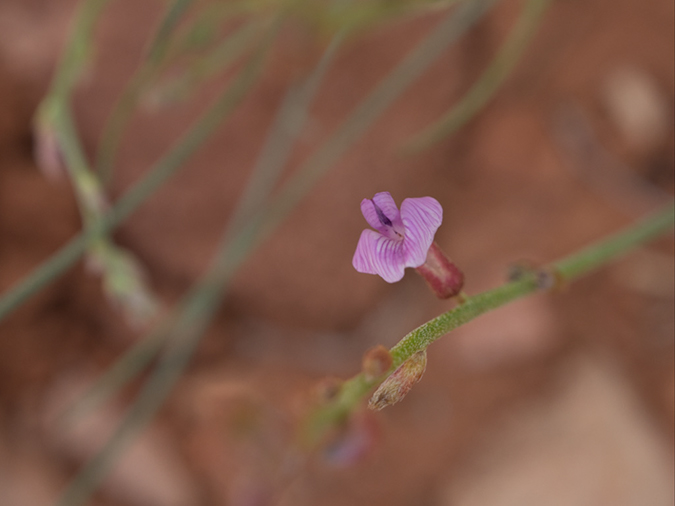 %_tempFileName2015-04-23_03_Kanab_Cottonwood_Trail-4231190%