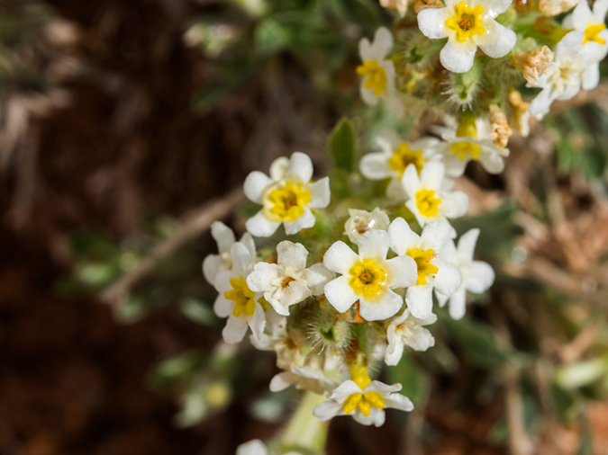 %_tempFileName2015-04-25_01_Starlight_Arch_Hike-4251313%
