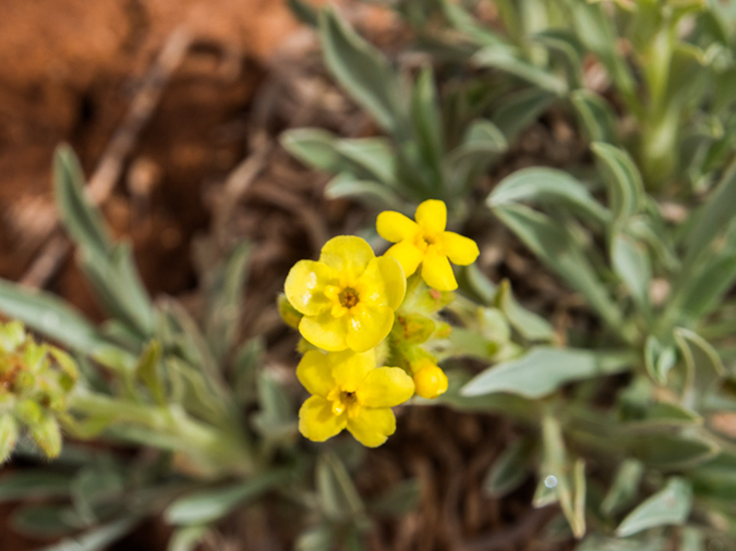 %_tempFileName2015-04-25_01_Starlight_Arch_Hike-4251314%