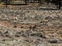 %_tempFileName2015-04-18_03_Pronghorn_along_road-4180731%