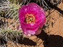 %_tempFileName2015-04-19_03_Zion_NP_Overlook_Trail-4190823%