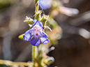 %_tempFileName2015-04-20_01_Angels_Landing_Trail-4200878%